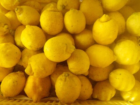 自然農レモン(1kg)　60年以上農薬肥料不使用の畑で栽培　因島産