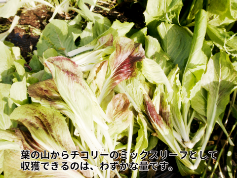 ほろ苦さたっぷり　チコリーのミックスリーフ  500g　露地土耕栽培