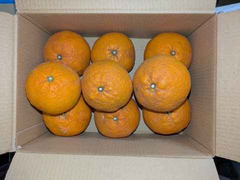 食べ頃『甘夏』　甘味と酸味が程よい福岡産