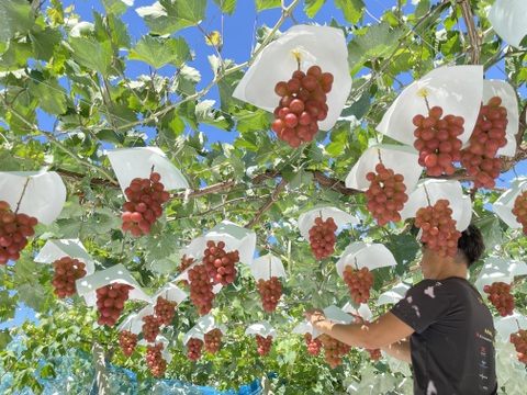 プレミアム】山梨県が誇る2色の宝石『サンシャインレッド、シャイン