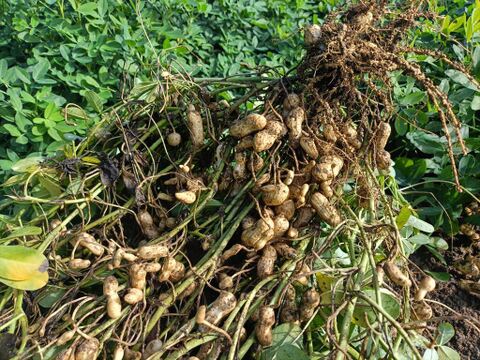 【有機JAS認証】生落花生「おおまさり」1ｋｇ　2025年兵庫県産