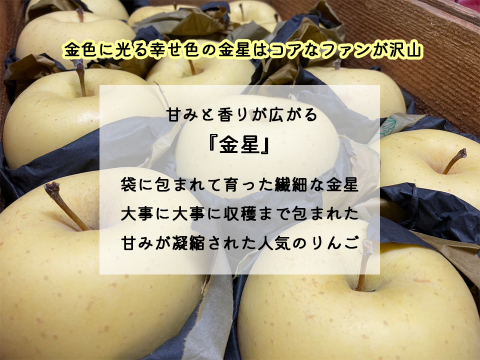 シャキッと甘くて爽やか！今が旬！青森りんご・大切な方へ冬ギフト！贈答用・（サンふじ・金星）約5kg  熨斗対応可能！