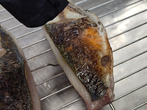 【期間限定】どんちっちアジ/高級ブランド/脂質10％/以上/トロアジの最高峰/900～1000ｇ【冷凍】【2025新物】