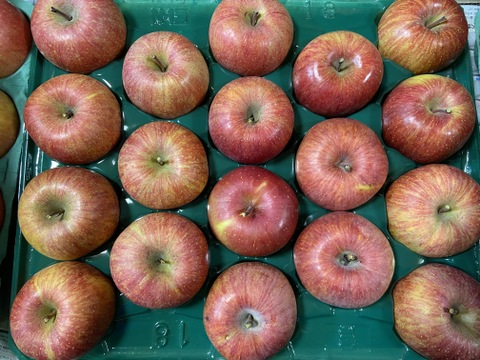 【家庭用】シャキシャキ！ サンふじ 約10kg 信州りんご