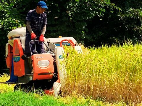 熊本 ひのひかり5kg 自社農園栽培米のみ使用