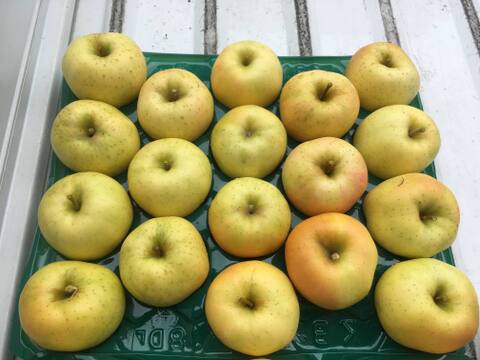 先行予約　トキ　３ｋｇ　りんご　青森県産