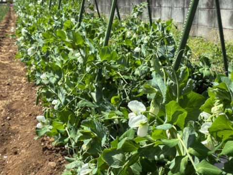 甘味の強い固定種野菜！『スナップエンドウ』 (400g)
