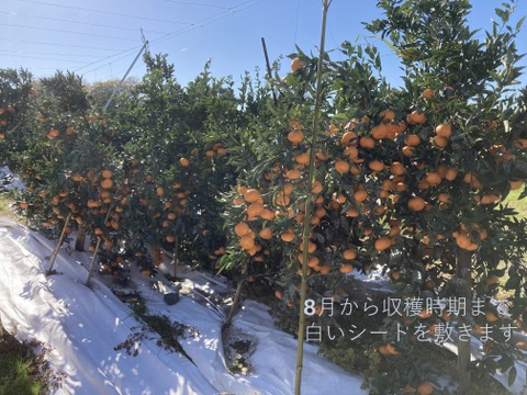 【貯蔵熟成で濃い甘み】濃蜜 青島みかん 5kg｜静岡県から産地直送（糖度12～14度）