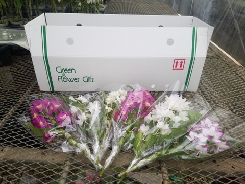 【卒業・卒園にみんなで渡そう!!】デンドロビウム切り花6本入~個包装でお届けします~