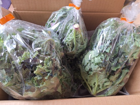 【たぶん30％増量(^^♪】ケール✖️芽キャベツ＝“プチヴェール“　　450g →600g  〜from 名水の里　神奈川県秦野市