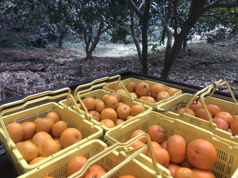 八朔(はっさく)3kg房州産(農薬・化学肥料不使用)