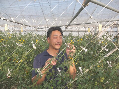 クラシック音楽で育つ 糖度8度以上・酸味の少ない高糖度ミニトマト『 クラシックトマト モーツァルト 』【1kg】