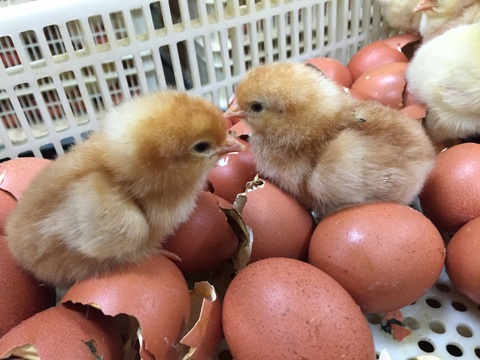 濃厚な味わい！平飼い卵なちゅら　１０個入×３パック