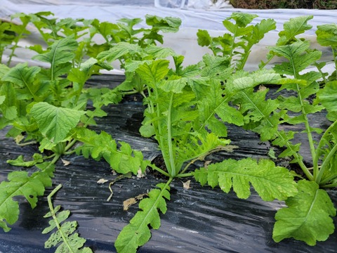 煮物に最適！京都の伝統野菜『聖護院大根』3個