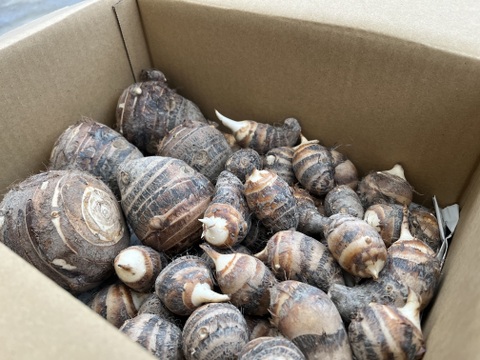 【自然栽培】ほくほく、もっちり！徳島県産 えび芋 ３kg（親芋・小芋混合）