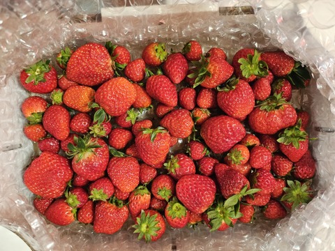 【福袋】いまだけ限定価格！プレミアムイチゴ（紅ほっぺ・特大サイズ）と バラ詰めMIX（紅ほっぺ・サイズ、形いろいろ）のセット  （総重量1.7g以上、限定100セット！）