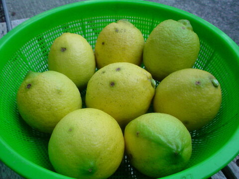 せとうちの島育ち！ えひめ中島レモン 5kg