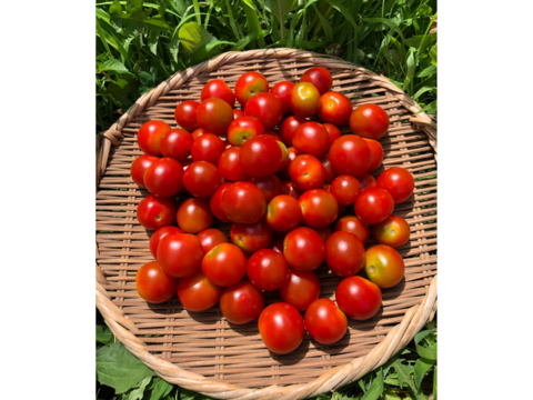 希少な【自然栽培】のミニトマト【ステラ】（1kg）