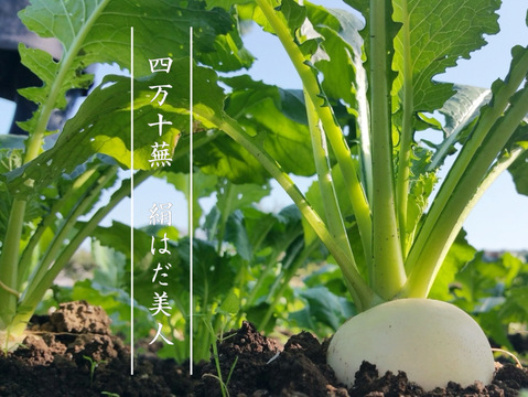 【jasmineさま専用】四万十カブ「絹はだ美人」１ｋｇ＋奥四万十越冬白菜１玉（約１．５ｋｇ） 農薬不使用 自然栽培 四万十産