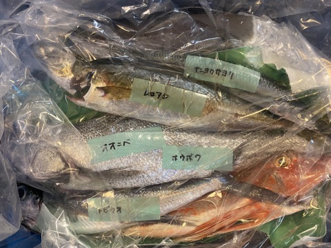 下処理⇒即日発送！ロコフィッシュ鮮魚ボックス4~5kg【エコ包装】