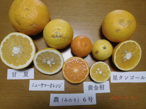 「規格外」伊豆ﾆｭｰｻﾏｰｵﾚﾝｼﾞ他「初夏の味覚/お楽しみ柑橘５種セット」　ご家庭用/正味4.5㎏