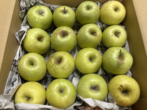 在庫限り【王林・おうりん】小玉3.5kg(16玉)バラ詰め🍎青りんごといえばこのりんご🍏