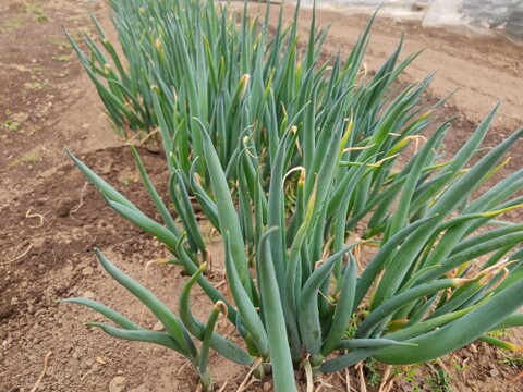 ✨農薬・化成肥料不使用の土の力で育った、主役になる小葱　約1kg✨