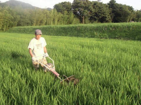 【新米・令和7年産】香る風味　信州安曇野産コシヒカリ　化学農薬・化学肥料不使用　白米5㎏