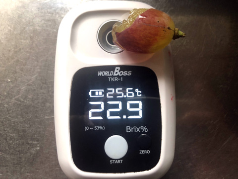 「数量限定」 粒ぷりっぷり食感！果汁が溢れ出るバイオレットキング 1㎏ クイーンマスカット100g程度おまけ有　　少量食べ比べ　クール便