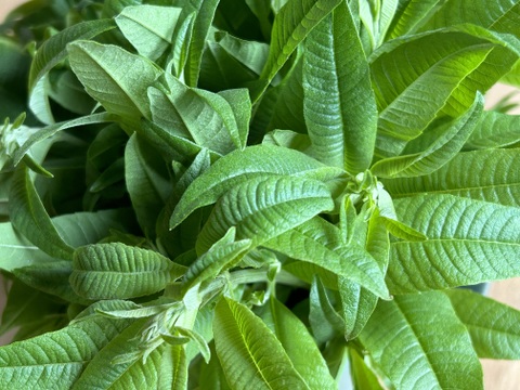 SALE！Sサイズ [信州産] 春野菜の玉手箱