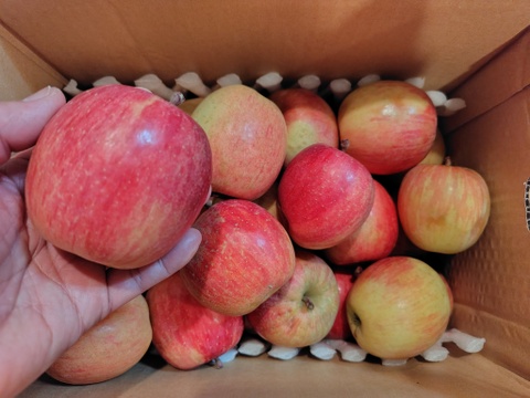 すぐ発送！5キロ バラ詰　農薬半減栽培葉取らず樹上完熟サンふじ家庭用訳あり　蜜入りもあり❣️　りんご