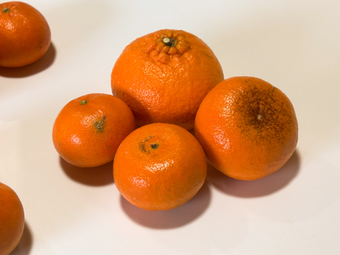 【訳あり】おてんば麗紅（箱込5kg）