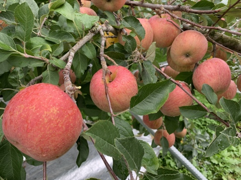 山形県産りんご　贈答用　サンふじ！美味しい　蜜入りんご　10kg