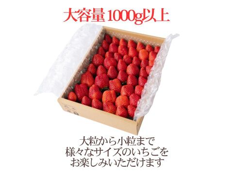 【食べ比べ】お得な大満足の2000g食べ比べセット！人気品種「紅ほっぺ」1000g+静岡限定品種「きらぴ香」1000g or 希少品種「おいCベリー」1000gのどちらかのランダムパック!