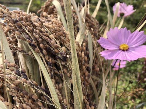 赤穂もちの切り餅　お正月にいかが？　農薬と化学肥料を使ってない栽培　天日干し