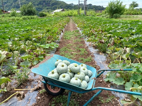 ホクホク自慢！ミニカボチャ「こなゆきひめ」約3.2kg(5玉)