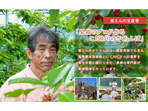 朝摘み！｢紅さやか｣ 秀品 果樹の専門家がこだわりぬいて栽培した 埼玉県産 さくらんぼ L、2Lサイズ混合 500g