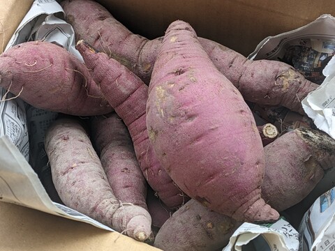 農薬不使用のお米1.8kg＋秋冬野菜80サイズセット