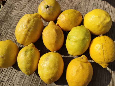 【B品】化学農薬不使用！日本一の国産レモンの生産地がお届けする、瀬戸田産レモン【2kg】