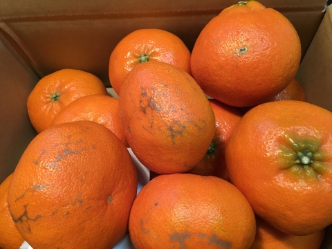 愛媛の甘平☆混合サイズ☆ご家庭用☆⒉5㎏