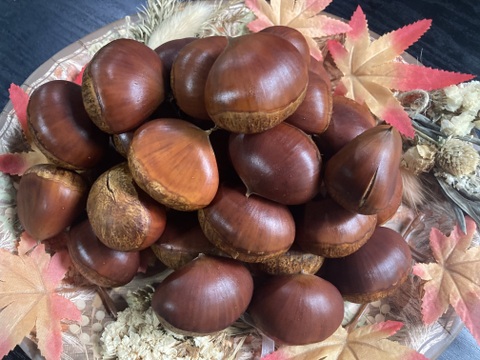 京都府綾部市産　丹波くり「銀寄」 希少4Lサイズ 約1kg（本州のみ）