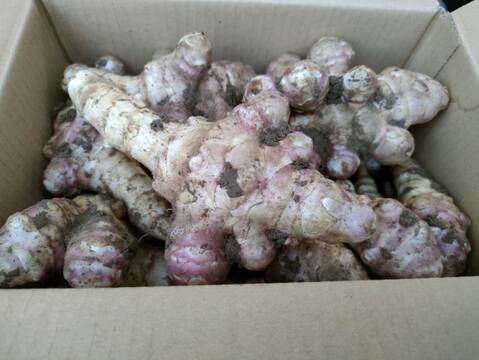 紫菊芋5.0kg(農薬化学肥料不使用)：島根県産のその他菊芋｜食べチョク