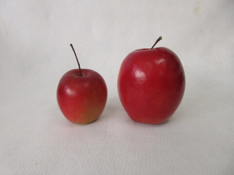 【超希少品種】果肉まで赤～いりんご『栄紅』超かわいいサイズちょっとB品18個(約2kg)