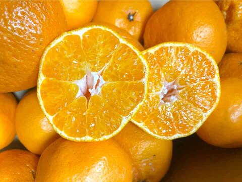 【愛媛県中島産】プチプチ食感！はるみみかん！サイズ混合5kg