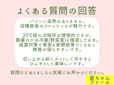 【とろける優しさ】乳白のパイン『ホワイトココ』2玉(約2.0kg)