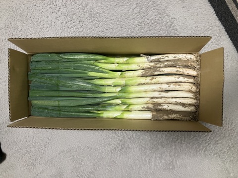 深谷蜜ねぎ（5kg）｜農家直送・新戒産・たっぷり楽しむしっかり量
