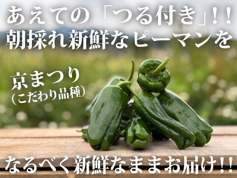 【生でも美味しい！ごちそうピーマン！】約２キロ！朝採れ新鮮「つる付きピーマン」肉厚で甘い！