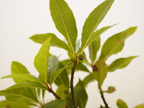 ミニ盆栽【ヤブコウジ × 黒縦陶器】高さ27cm×横18cm（夜市限定）