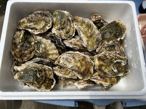 【生牡蠣】【生食用】三重県産 殻付き 浦村かき
S～Mサイズ 20個入り 1.8Kg (2～4人前）
牡蠣 貝類 海鮮 BBQ バーベキュー 母の日父の日【冬ギフト】【生で食べれる美味い牡蠣】