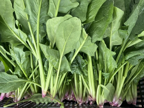 【有機JAS認証】ほうれん草 たっぷり3kg